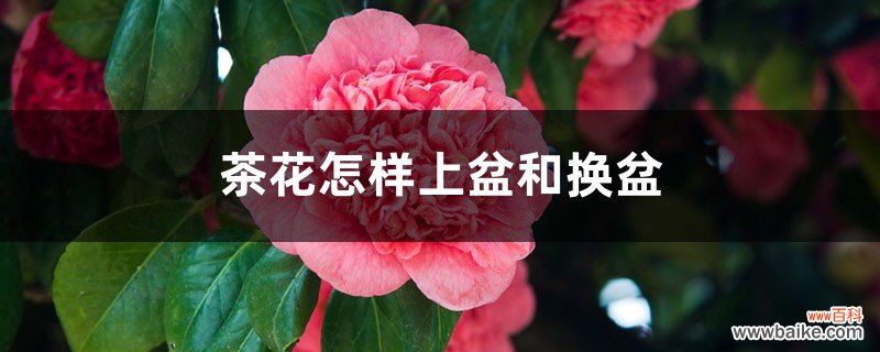 茶花怎样上盆和换盆