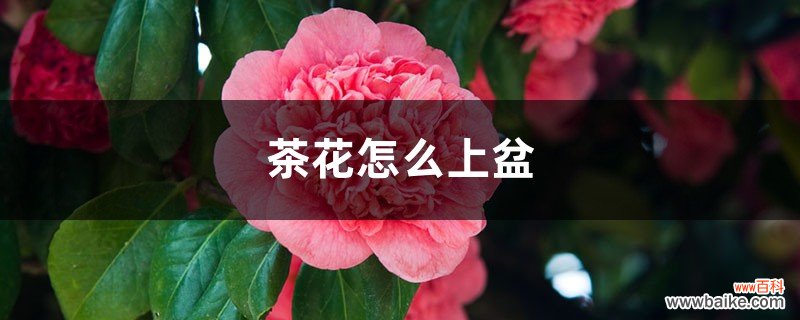 茶花怎么上盆