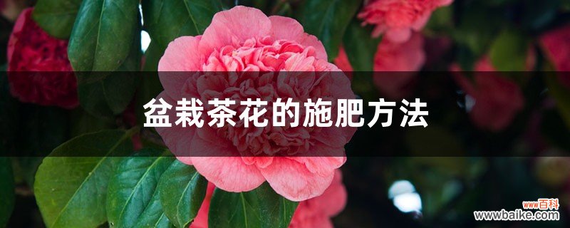 盆栽茶花的施肥方法