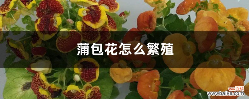 蒲包花怎么繁殖