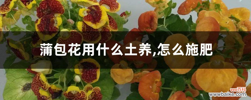 蒲包花用什么土养,怎么施肥