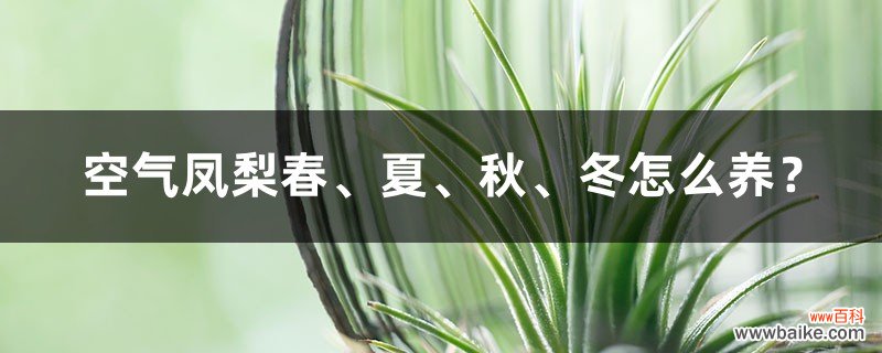 空气凤梨春、夏、秋、冬怎么养？