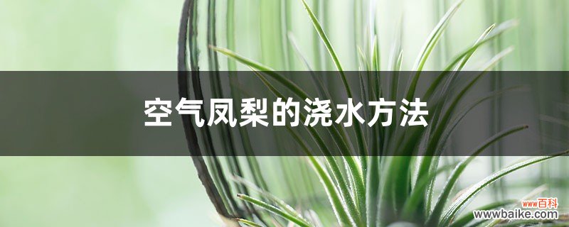 空气凤梨的浇水方法