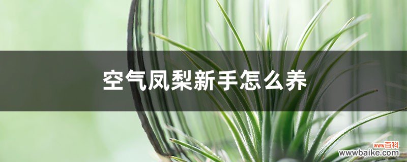 空气凤梨新手怎么养