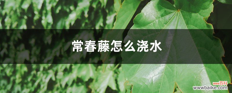 常春藤怎么浇水