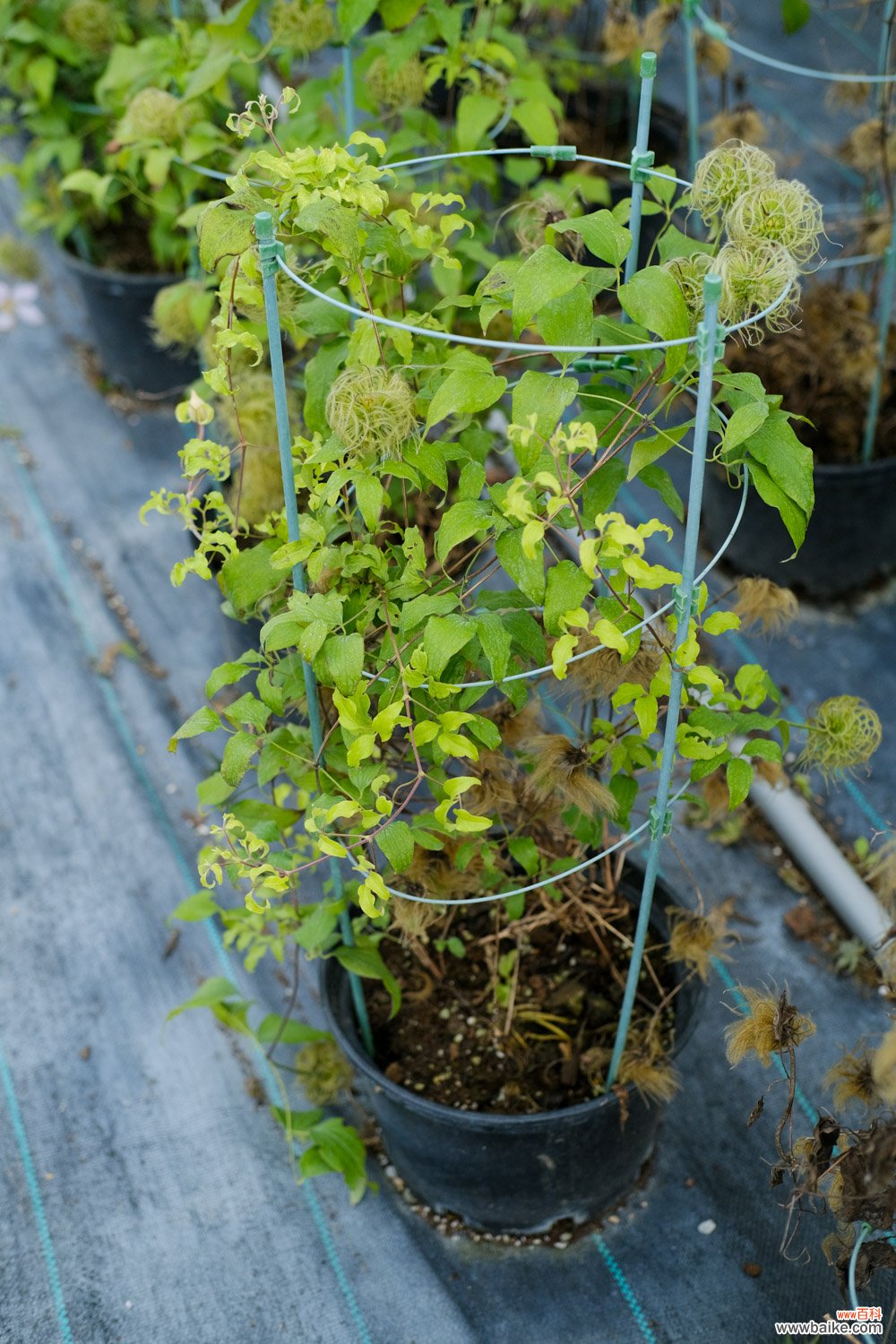铁线莲的小盆种植方法