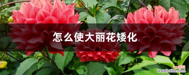 怎么使大丽花矮化