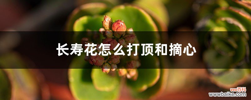 长寿花怎么打顶和摘心