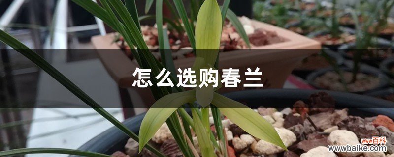 怎么选购春兰