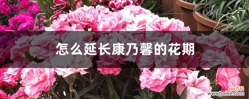 怎么延长康乃馨的花期