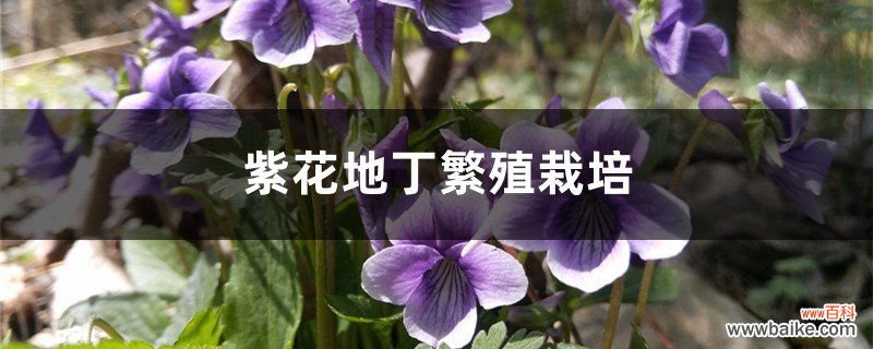 紫花地丁繁殖栽培