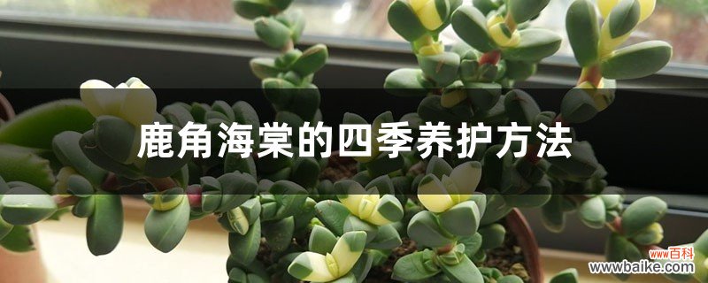 鹿角海棠的四季养护方法