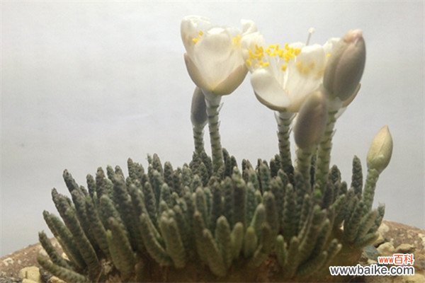 白花韧锦不开花怎么办