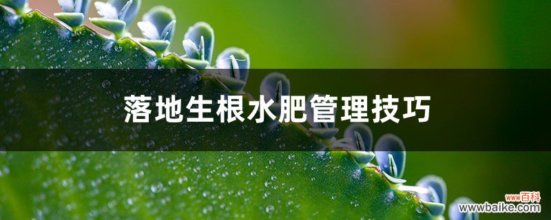 落地生根水肥管理技巧