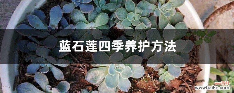 蓝石莲四季养护方法