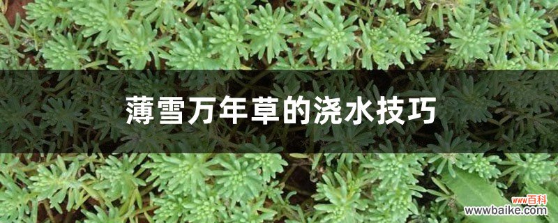 薄雪万年草的浇水技巧