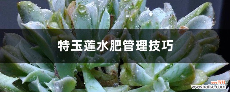 特玉莲水肥管理技巧