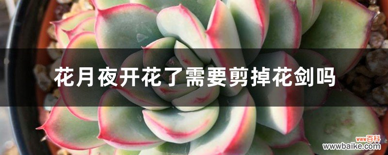 花月夜开花了需要剪掉花剑吗