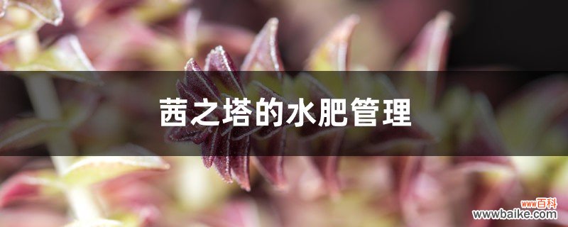 茜之塔的水肥管理