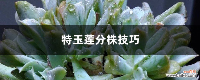 特玉莲分株技巧