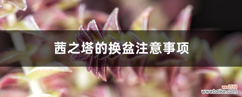 茜之塔的换盆注意事项