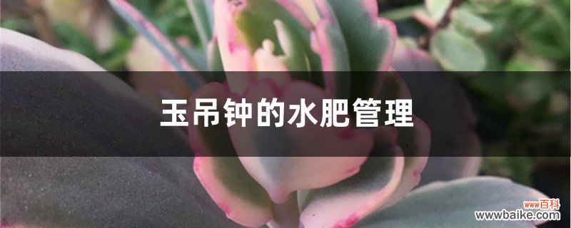 玉吊钟的水肥管理