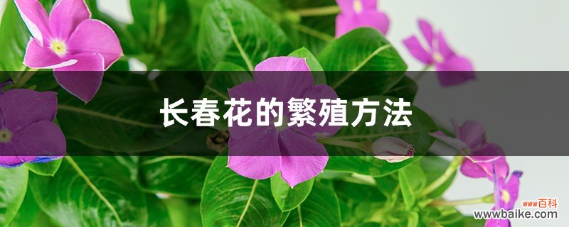 长春花的繁殖方法