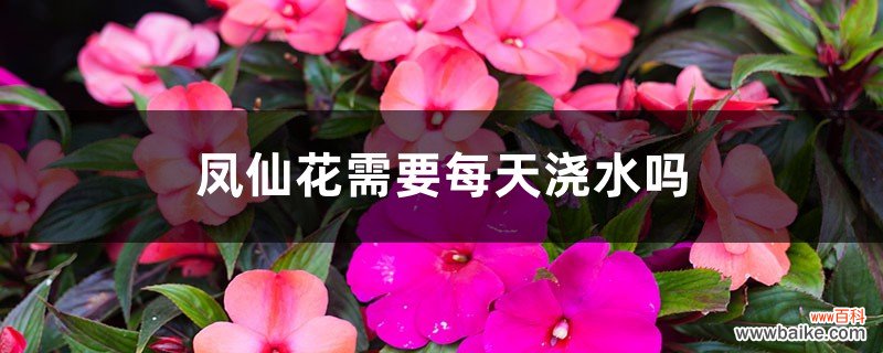 凤仙花需要每天浇水吗