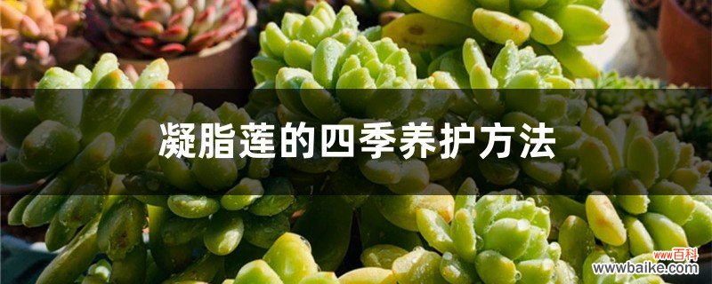 凝脂莲的四季养护方法