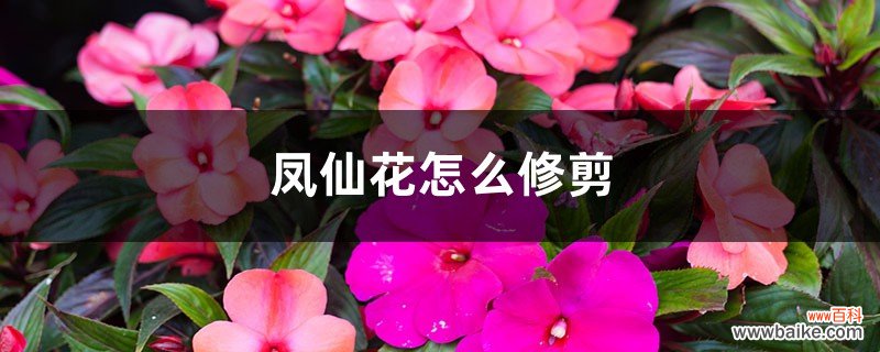 凤仙花怎么修剪