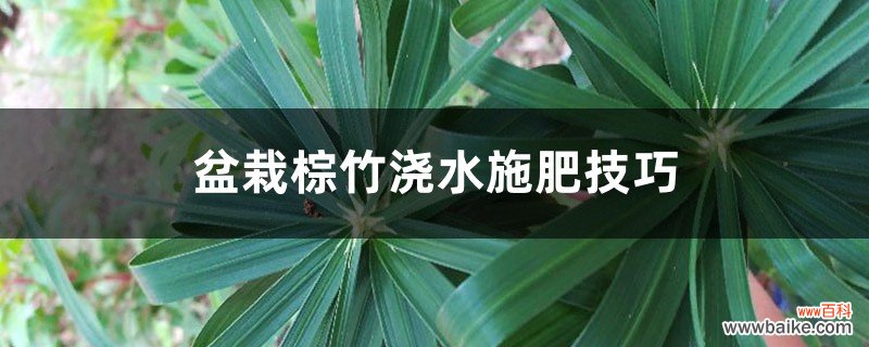 盆栽棕竹浇水施肥技巧