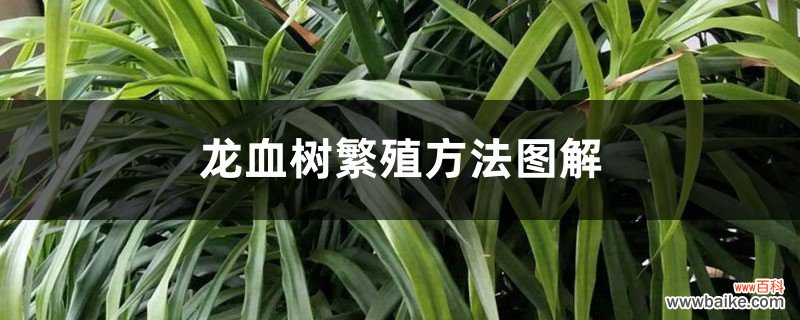 龙血树的繁殖方法