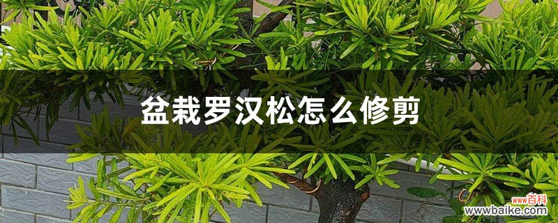 盆栽罗汉松怎么修剪