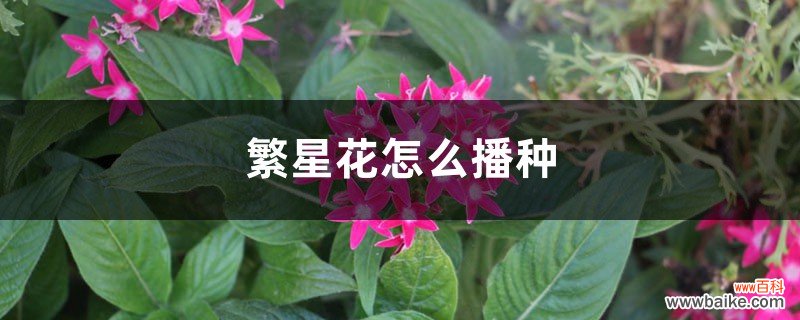 繁星花怎么播种