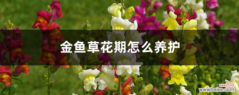 金鱼草花期怎么养护