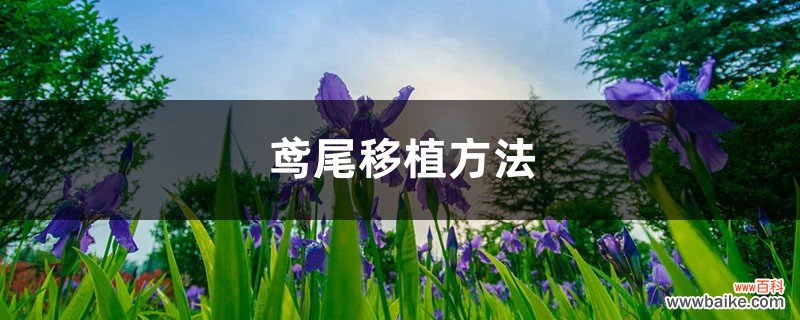 鸢尾移植方法