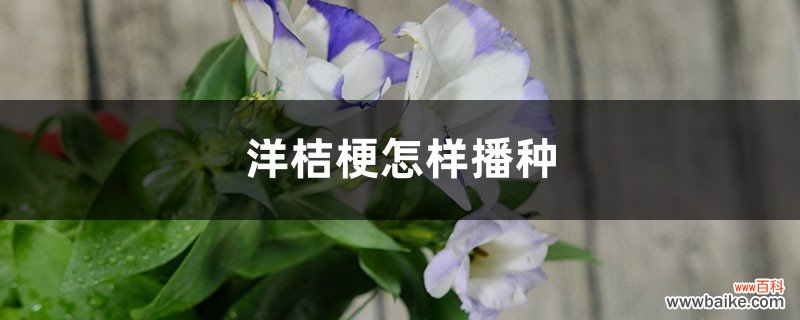 洋桔梗怎样播种