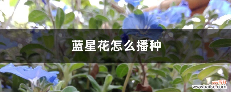蓝星花怎么播种