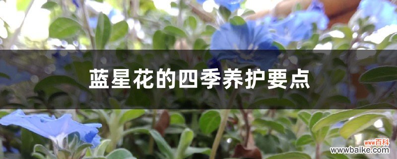 蓝星花的四季养护要点