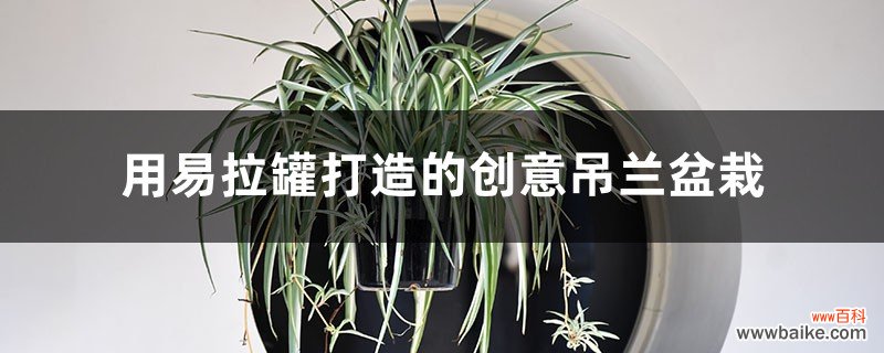 用易拉罐打造的创意吊兰盆栽