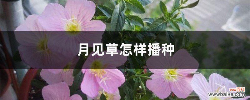 月见草怎样播种