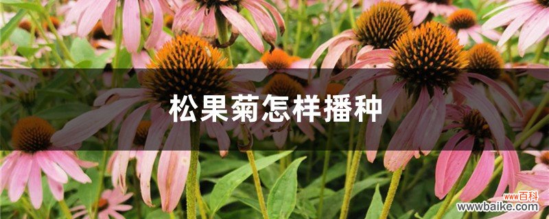 松果菊怎样播种