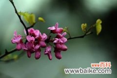紫荆盆景的养护方法