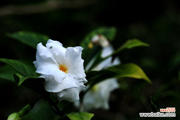 狗牙花怎样扦插