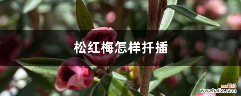 松红梅怎样扦插