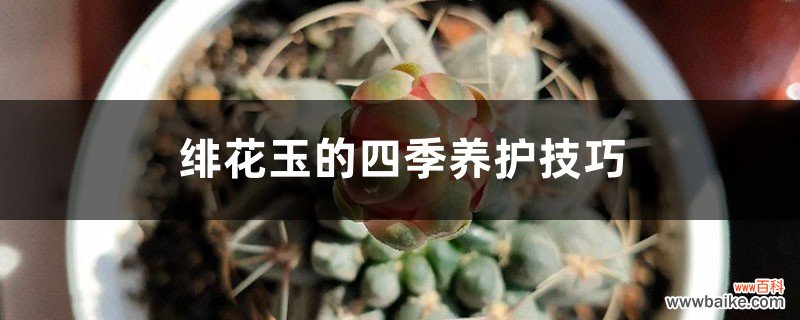 绯花玉的四季养护技巧