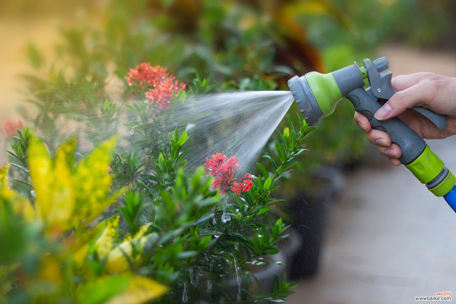 您家的花需要浇水了吗