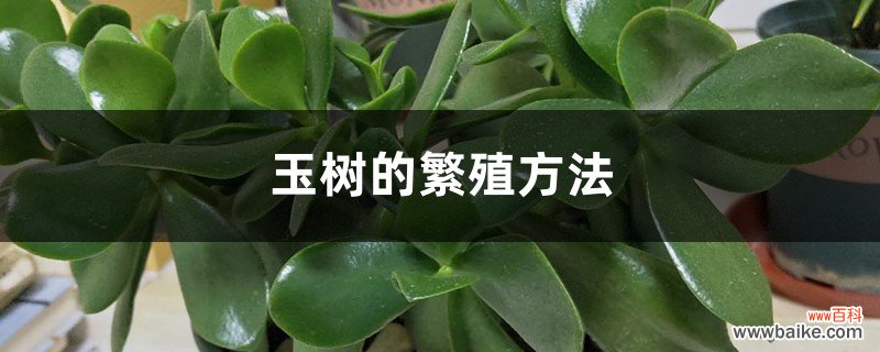 玉树的繁殖方法