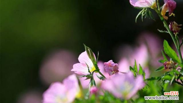 夏天能给花施肥吗