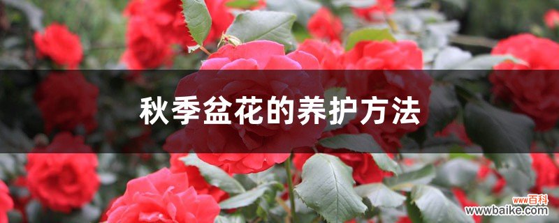 秋季盆花的养护方法